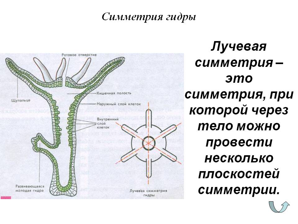 Kraken домен