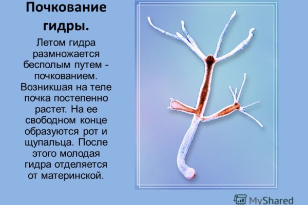 Кракен маркет даркнет только через стор