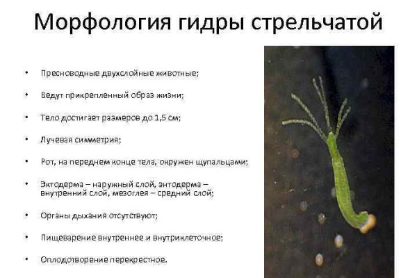 Ссылка на kraken торговая площадка