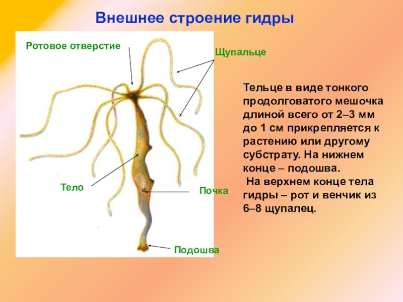 Кракен найти сайт